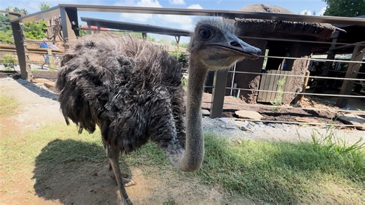 Zoo Knoxville welcomes six new ostriches