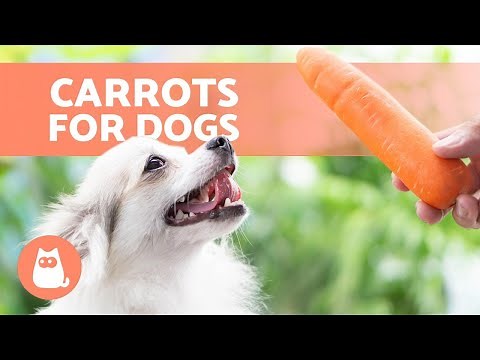 Are CARROTS Good for DOGS? 🐶🥕 (Possible Benefits)