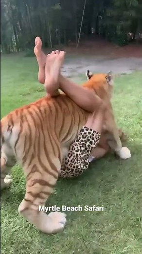 Arula the Golden Tabby tiger #shorts #youtubeshorts