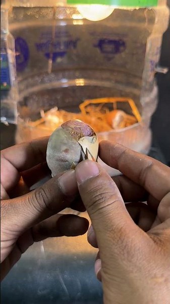 Such a crazy egg hatching captured day 20.