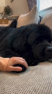 Cutest boy 🤍. . . . #newfie #newfoundland #newfiesofinstagram #dog #dogs #cutedogs #cutedog #bestdogever #ilovedogs #worldofcutepets #dogoftheday #dogsofinstagram #dogsofig #dogsofinsta #dogsofinstaworld #dogsofinstgram #dogsoftheday #dogsoftheworld #sleepy #socute #myboy #doggo #mansbestfriend #dog_features #mydogiscutest #doglover #doglovers #doglife #doglove #memories | Newfoundland Lovers