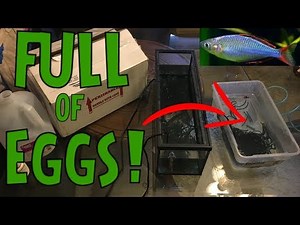Dwarf Neon Rainbow Fish Eggs - BREEDING PROJECT!!!