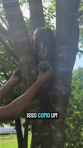 Onde instalar isca 🐝? Árvore já capturou ajuda. V do tronco é oco natural 🌳 #meliponicultura #iscape