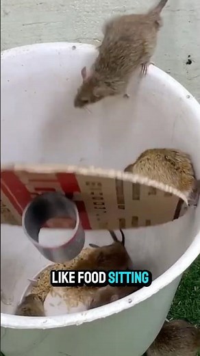 The Perfect Mouse Trap Mechanism #mousetrap