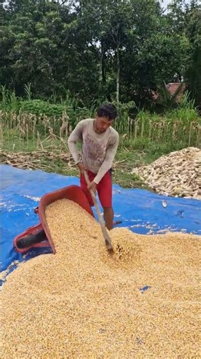 Shelling corn with secret techniques and skills-Agriculture farming #shorts #dhaniiandhika