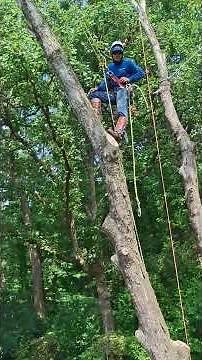 acorn tree & shrubs services LLC Raleigh NC #treework #treeservice #treeremoval