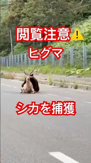 ヒグマ、エゾシカを捕獲#衝撃映像#北海道#閲覧注意#ひぐま#北海道#ヒグマ#羆#野生#自然#ハンティング#捕食#熊#クマ#くま#動物