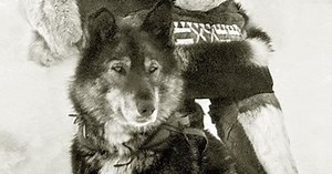 Togo was the true hero dog of the serum run; it’s about time he got his due