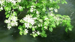 4.7K views · 176 reactions | What a perfect day to enjoy the scenic surroundings at New Lanark, from the River Clyde to Robert Owen's Garden :) Find out more about visiting at www.newlanark.org | New Lanark World Heritage Site | Facebook