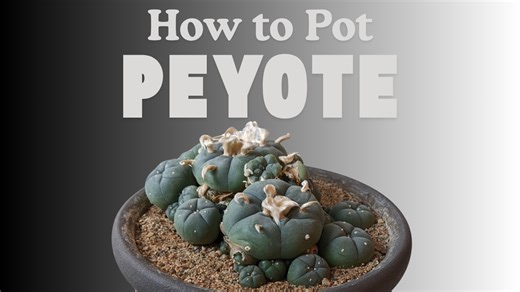 In this video I show you how to properly pot a peyote cactus and include tips on choosing the right pot and soil. | Sacred Buttons