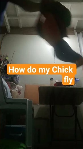 how do chick fly