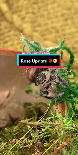 Rose's New Safe Home for an Older Jumping Spider