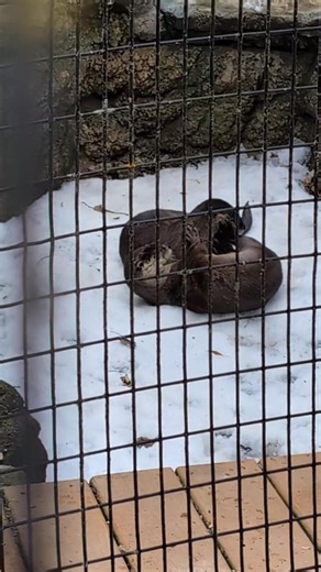 Renee and Caesar Otter are having fun with the warmer weather at Bay Beach Wildlife Sanctuary ! #BayBeachWildlifeSanctuary | Bay Beach Wildlife Sanctuary