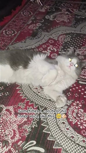 Maybe in another World 🥺🫶🏻😘 #coco | Coco and Shimbaa | Do Pyaare Bacche