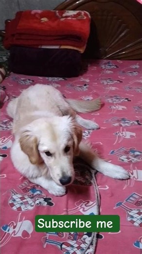 Golden retriever training #goldenretriever #youtubeshorts #viral #dogtraining #dog #t20worldcup