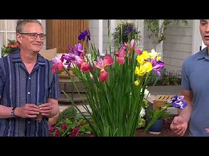Cottage Farms 4-Piece Siberian Iris Collection Bareroot Plants on QVC