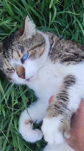 Tummy Scrub time for Winkster 😺😊❤️ #pettingcats