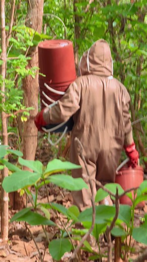 Natural Honey Harvest from the Hive