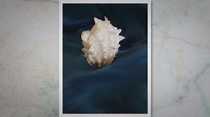 How Do Freshwater Mussels Reproduce? An Overview