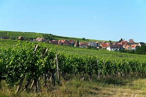 La route du vin d'Alsace les vendanges ont débuté en Alsace et c'est le moment de parcourir la plus belle route du vin de notre pays. Ce magnifique reportage est issu du 13 heures de TF1 du 06 septembre 2018 | Alsaciennes et fières de l’être