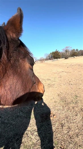 Teaching my horse words she didn't know. #horses #horsefarm #shorts #funny #cuteanimals #disbelief
