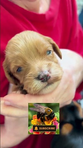 Newborn Pup Opens Her Eyes For The First Time! #goldendoodle #cavalierkingcharlesspaniel #puppy