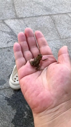 আমার জুতার🐸ভিতর ব্যাঙ্গ ছিলো🤯 #vairal #shorts