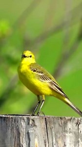 The Yellow Wagtail (Motacilla flava) is a lively and energetic bird known for its bright yellow plumage and constant tail-wagging behavior. The Yellow Wagtail is known for its bright yellow belly and chest, making it one of the most colorful members of the wagtail family. Like all wagtails, this species gets its name from its habit of constantly bobbing and wagging its tail, which helps startle insects and aids in hunting. Its diet mainly consists of flies, beetles, ants, and other small insects