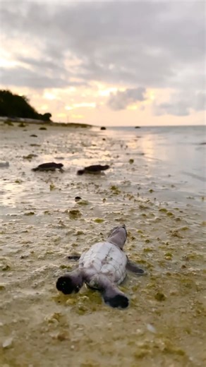Never give up! A turtle eruption sees thousands of baby turtles breaking free of their eggs and making their way to the sea. It is a perilous journey; experts say only one in every 1000 turtles reaches adulthood. 📷 @shot.by.sheree #ausgeo #turtle #sealife #nature #underwaterphotography #beach #australia | Australian Geographic