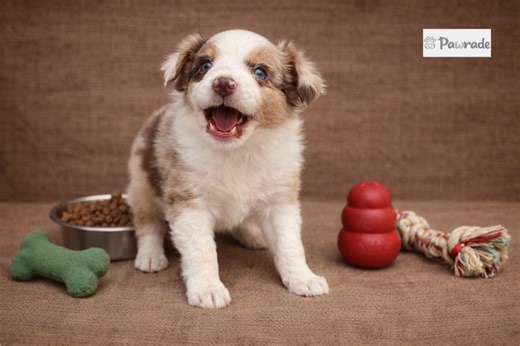 Flora - Miniature Australian Shepherd Puppy 1055BD
