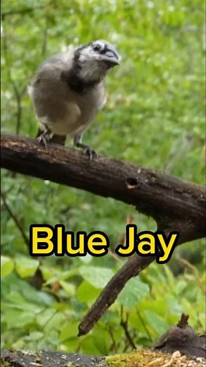 Blue Jay - Bird Identification