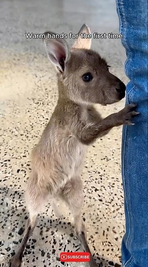 A Baby Kangaroo Left Alone on the Road #animals #wildliferescue #kangaroo #rescueefforts