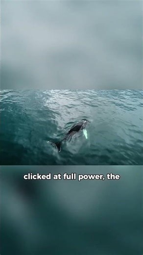 The Animal So Loud It Can Vibrate You to Death