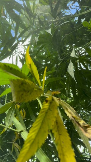 It doesn’t just grow in the field, it grows from tradition, care, and a bigger vision. From planting to processing, packaging to purpose, our hemp products are grown and made on Prairie Band Potawatomi Nation land, with sustainability and sovereignty at the core. Animal bedding. Hempcrete. Better for your home, your animals, and the planet. #FromTheLandForTheFuture #PrairieBandAg #NativeGrown #HempHurd #SustainableFarming #TribalAgriculture #HempForGood | Prairie Band Ag