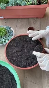 Arreglo con suculentas para principiantes paso a paso. #diy #decoracion #diyproject #principiante #pasoapaso #suculenta #suculentas #plantas #gardening #jardin | Manos en la Tierra