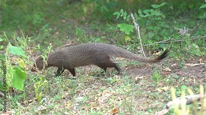 Close-up view of a small Asian mongoose walking in a wild nature Stock ビデオ