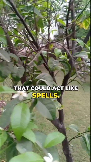 My Orange Tree Has Some Flowers This Spring