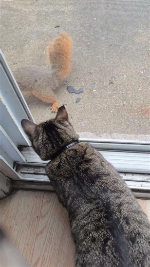 Karma Kitty Meets New Squirrel Friend 🧡