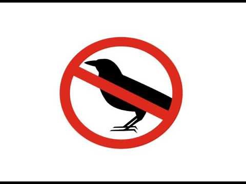 How to Get Rid of Crows