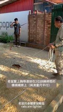 排雷特攻隊 非洲巨鼠掃地雷 柬埔寨 Apopo比利時NGO
