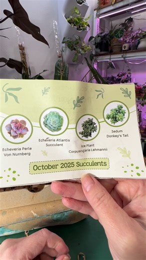 Succulents Box sent me their October 4-pack, and I love every one of them! They release a new set each month, and you can choose how long you want your subscription to last—and how many plants come in each box. Which one’s your favorite? 🌿 #succulentunboxing #succulentsbox #plantsubscription #succulentlove | Pothosiblyaboutplants