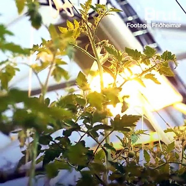 Geothermy: this icelandic farm grows vegetables all year round