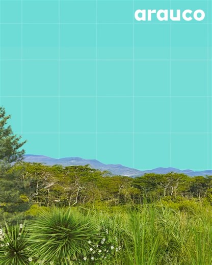 🌍✨ En el Día Nacional del Medio Ambiente, conmemoramos a los ríos que necesitan de la biodiversidad para mantenerse sanos. En ARAUCO trabajamos en la restauración de zonas ribereñas, como parte de nuestro compromiso renovable con la naturaleza. Conoce más en Arauco.com #DiaNacionaldelMedioambiente #LoBuenodeserRenovables | ARAUCO