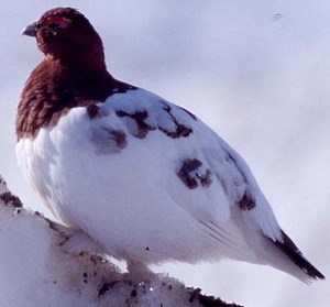 Willow Ptarmigan