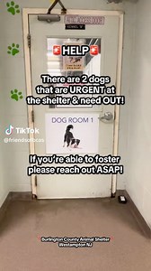 🚨URGENT‼️🚨 FOSTERS NEEDED NOW‼️🚨 Chance and Dorsey are URGENT at the shelter and need out now‼️ Can you open your heart and home to one of these sweet boys? ❤️🏠 Fostering while they look for their forever homes could make a life changing difference. 💙 Chance - Around 5 years old; Housebroken & knows basic commands; Enjoys hanging in the yard with his people; Loves a good cuddle session & belly rubs; Looking for a special home with no other animals or kids where he can be king of the castle 