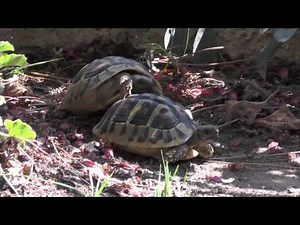 Tartaruga maschio e tartaruga femmina