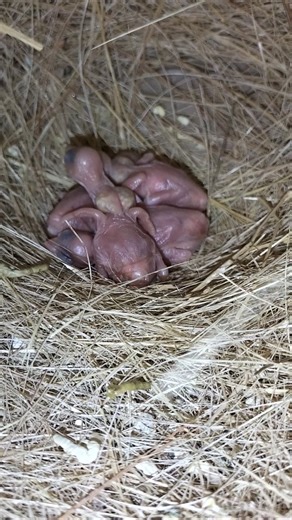 java sparrow breeding progress || java bird chicks