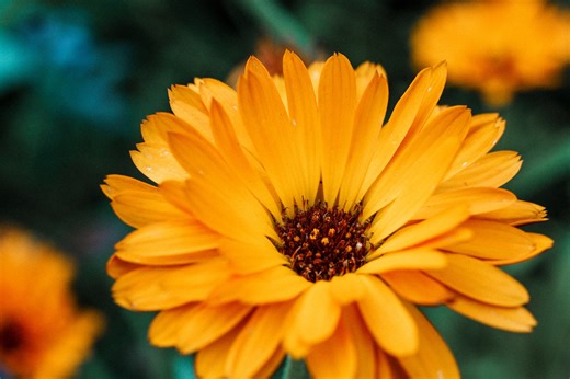 Most people learn herbal medicine by reading books that give a window into long-standing traditions, or by learning from teachers who have practiced for years 🌿. That knowledge is useful, but the ideal learning also includes direct experience. Touch the plants, smell them, taste them, harvest them, and prepare them. Take them into your body and notice how they work. That is how you truly know an herb. Writing your own monographs changes everything. Instead of passively reading, you actively org