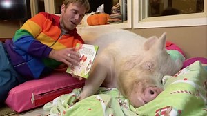 67K views · 8.6K reactions | Bedtime stories with Esther T.W. Pig. Get your copy of ”Esther’s Christmas Coat” exclusively at https://www.estherthewonderpig.com/store Shipping is available worldwide. | Esther the Wonder Pig | Facebook