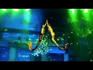 Professional Aquarium Mermaid Skills: Pair Choreography